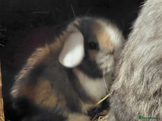 Mini Lop rabbits Mini Lop babies. All boys. - Advert 13