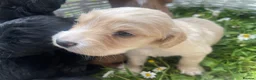 Cocker Spaniel dogs for sale: Pretty RKC Cocker Spaniel pups DNA Health Tested - Advert 7