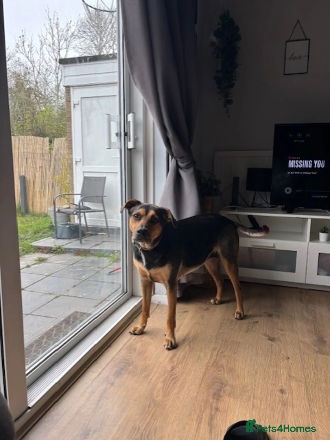 Huntaway dogs for sale: 5 Year old Huntaway  - Advert 4