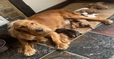 Cocker Spaniel dogs - Advert 9