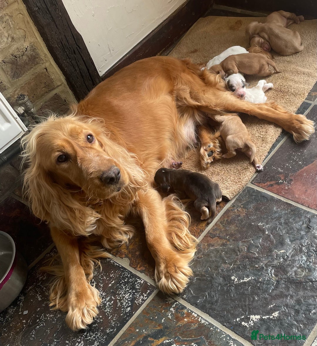 Cocker Spaniel dogs for sale: KC Cocker Spaniel Puppies  - Image 10