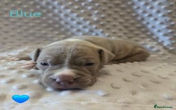 Mixed Breed dogs for sale: Old english bulldross cross american bulldog 😍❤️  - Advert 3