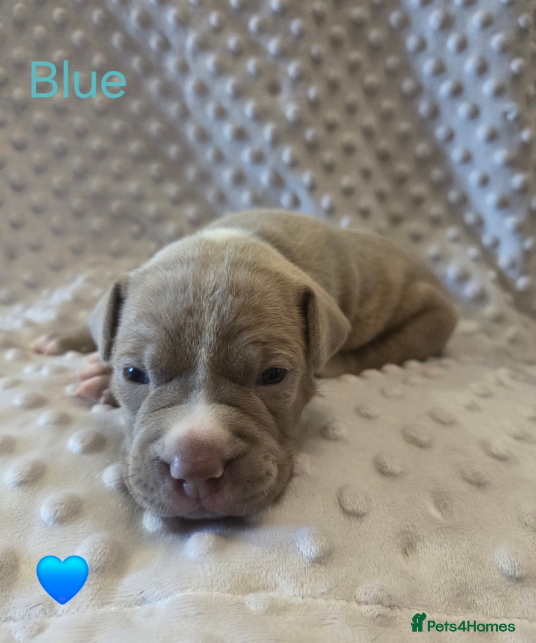 Mixed Breed dogs for sale: Old english bulldross cross american bulldog 😍❤️  - Advert 3