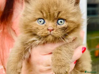 British Shorthair cats GCCF Registered BSH/BLH Kittens - Advert 10