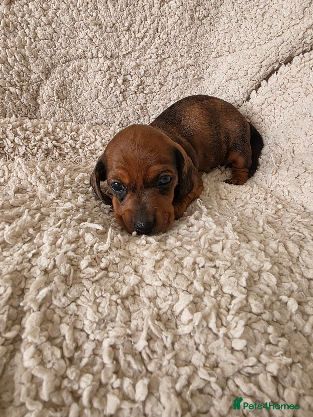 Miniature Dachshund dogs for sale: Beautiful short haired minature dauchshunds  - Advert 13