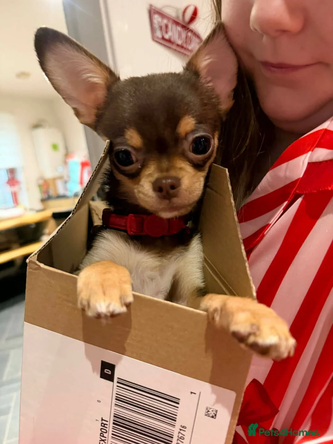 Chihuahua dogs for sale: Teddy is  **  chihuahua in Leven - Advert 1