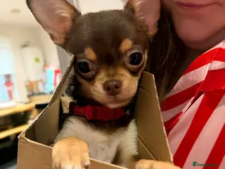 Chihuahua dogs Teddy is tea cup chihuahua - Advert 1