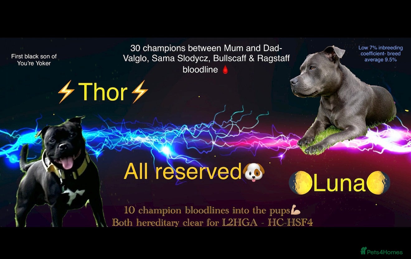 Staffordshire Bull Terrier dogs 🐾Blue & Black Staffordshire bull terrier pups🐾 - Advert 3