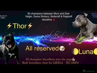 Staffordshire Bull Terrier dogs 🐾Blue & Black Staffordshire bull terrier pups🐾 - Advert 3