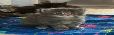 Blue silver tabby boy 2 
