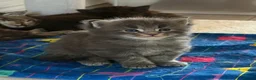 Maine Coon cats for sale: Beautiful 100% Maine coin kittens - Advert 17