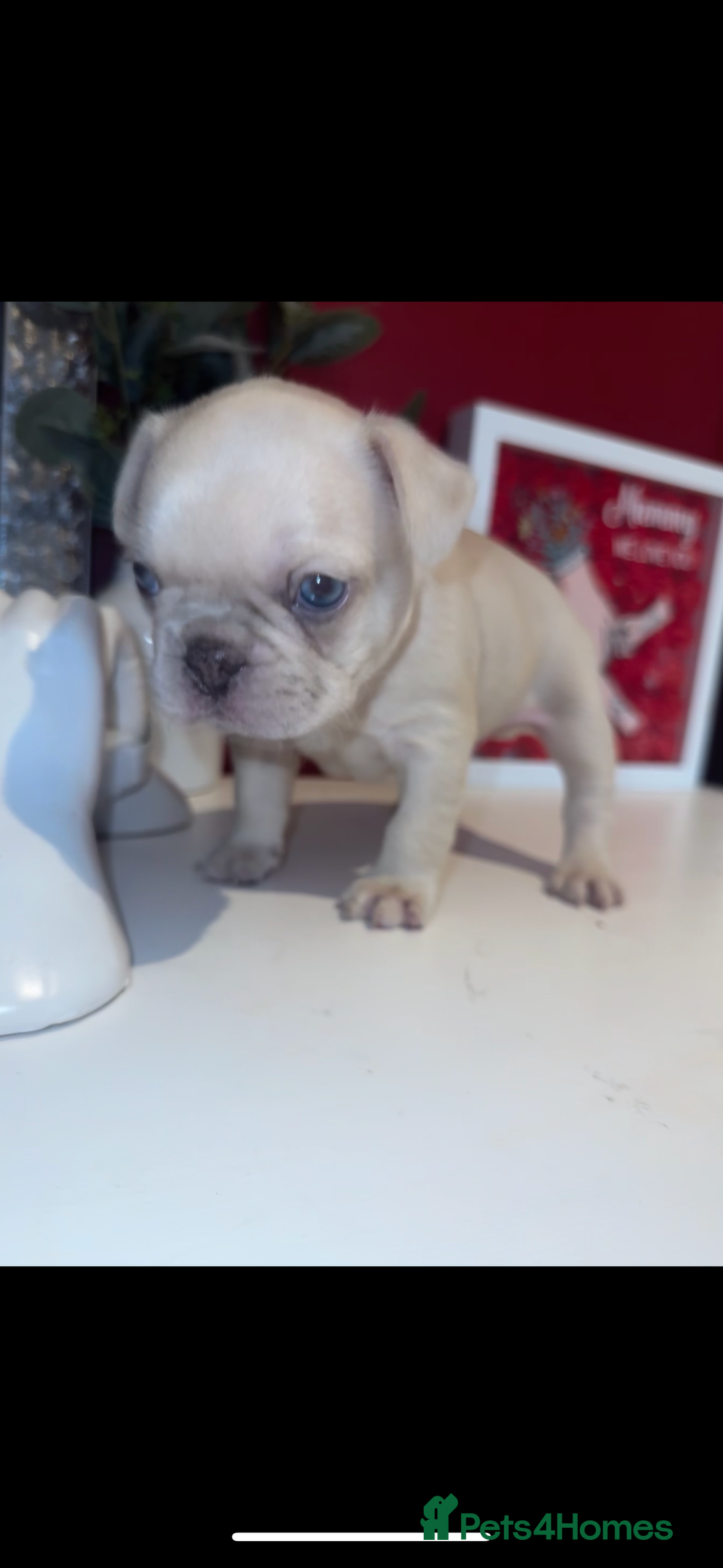 French Bulldog dogs for sale: French bulldog puppies - boys - Advert 6