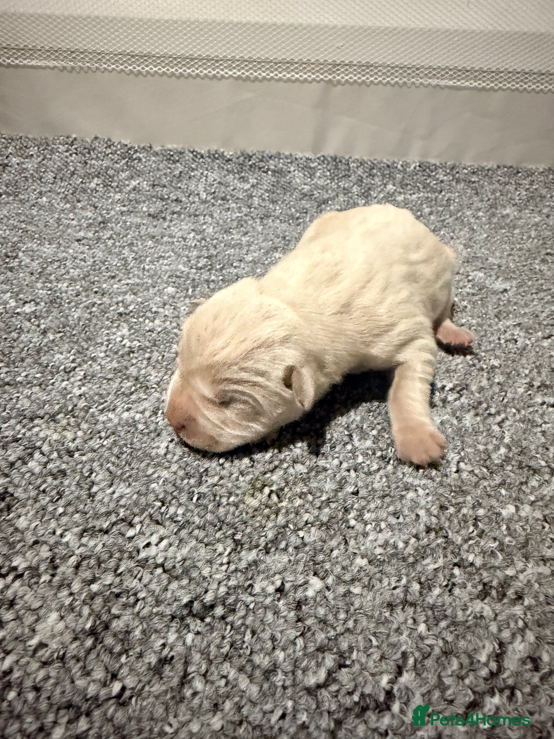 Mixed Breed dogs for sale: Beautiful cocker-Pei puppies - Advert 7