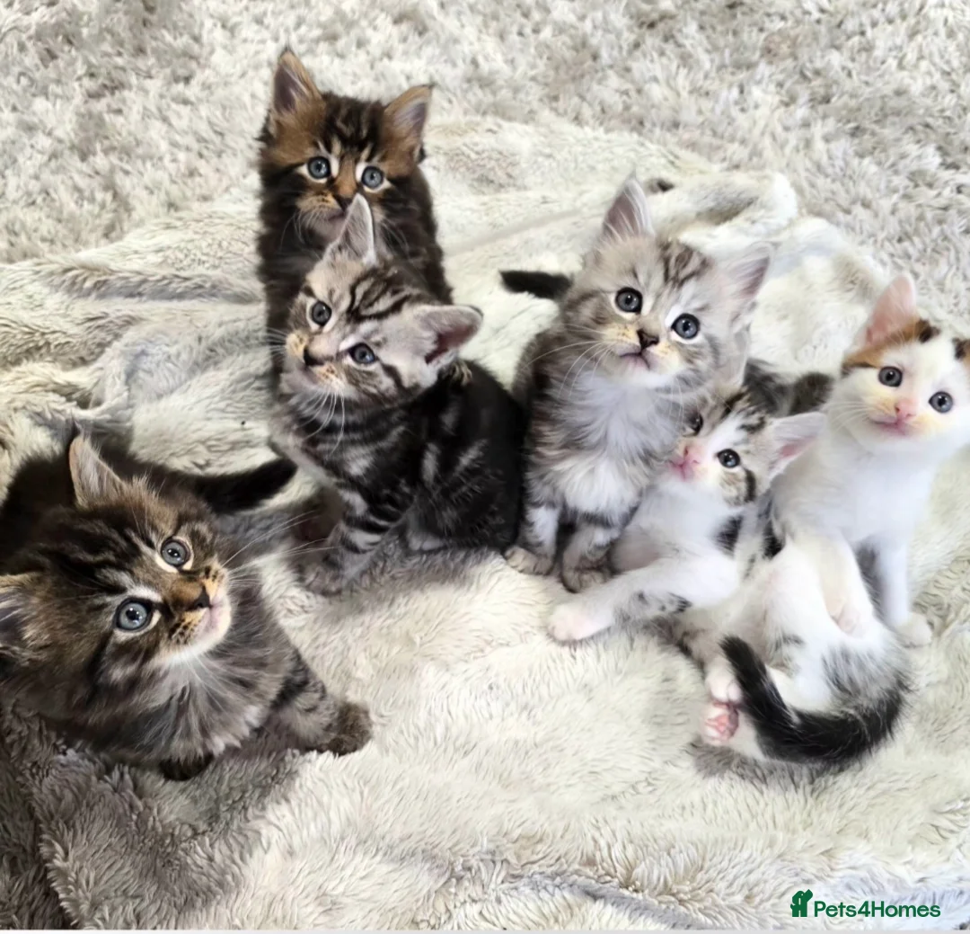 Mixed Breed cats for sale: Maine Coone Cross Kittens - Advert 3