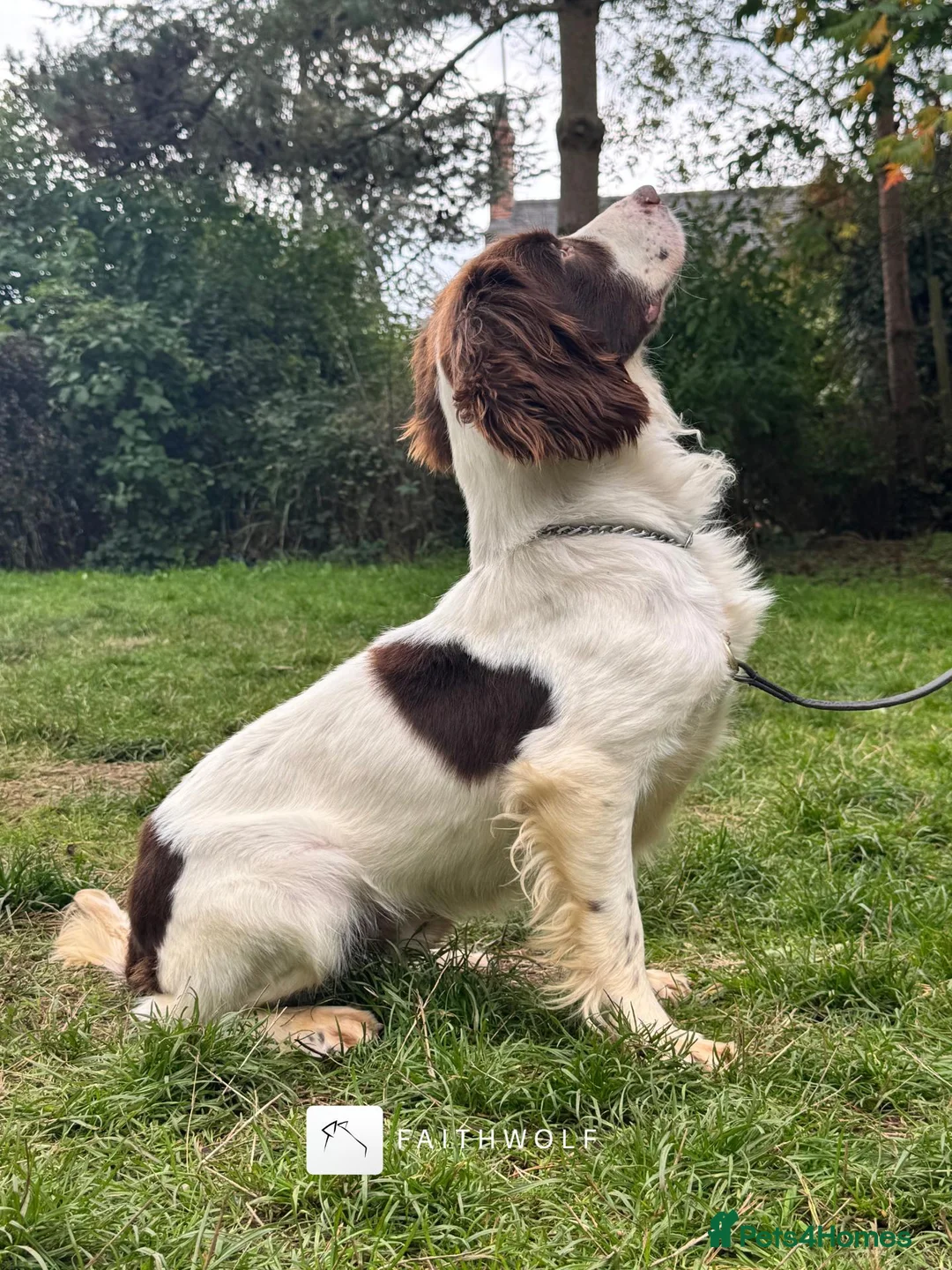 English Springer Spaniel dogs for sale: Aussie - Fully Trained Pet Springer Spaniel - Advert 1