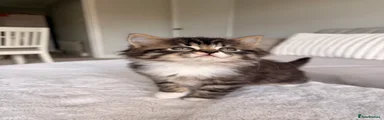 Kitten 3