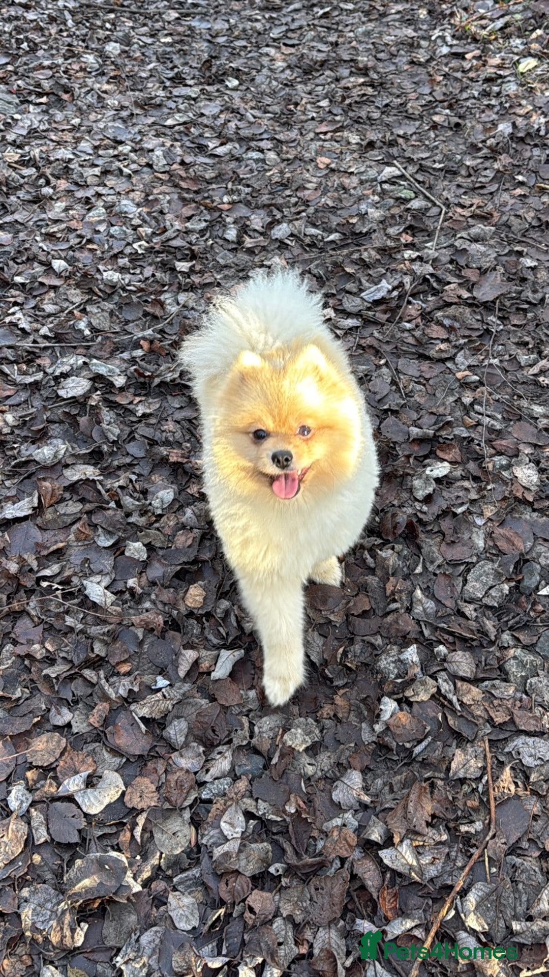 Pomeranian dogs for sale: Milo the Pom (please read description) - Advert 4