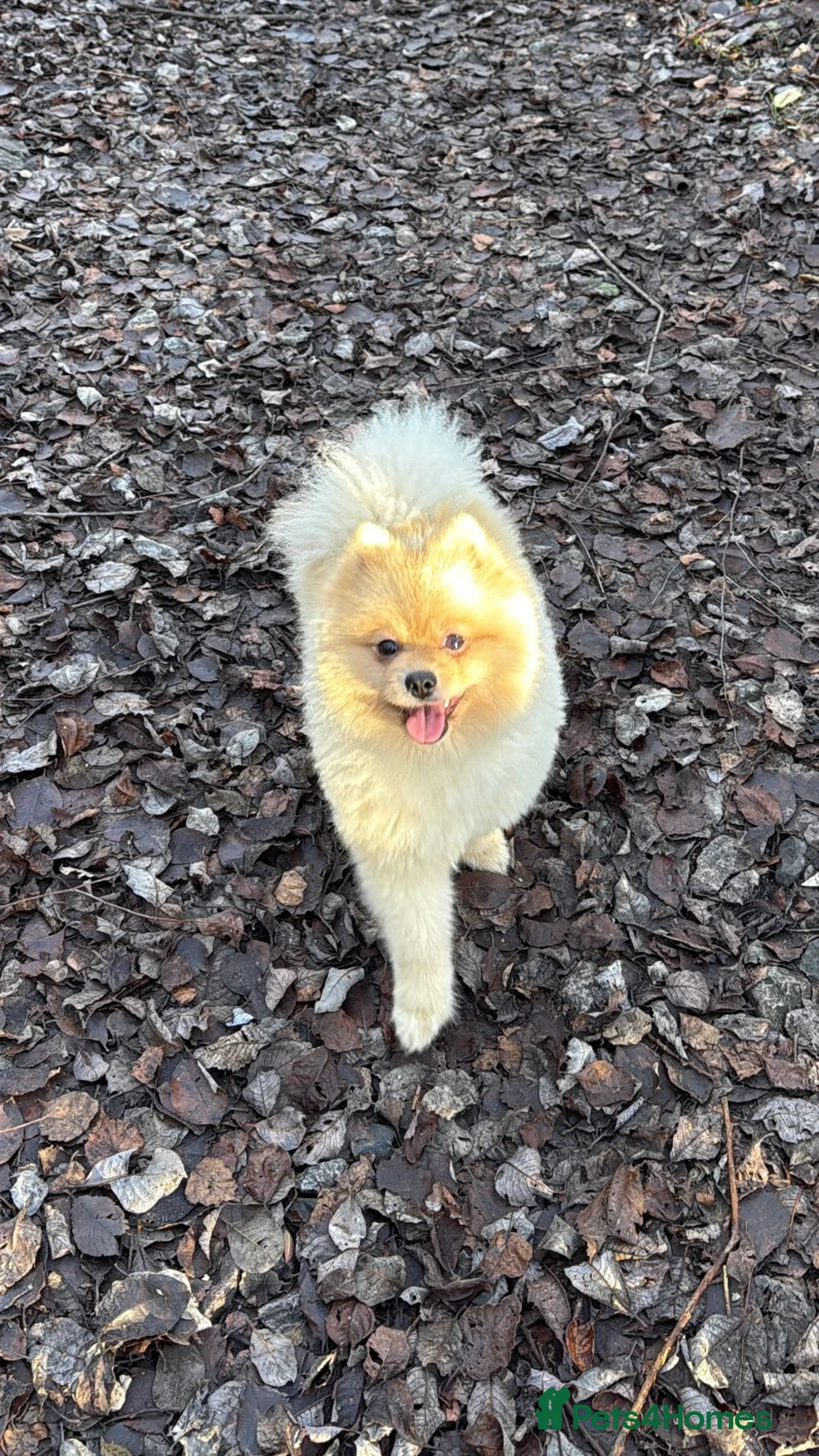 Pomeranian dogs for sale: Milo  (please read description) - Advert 4