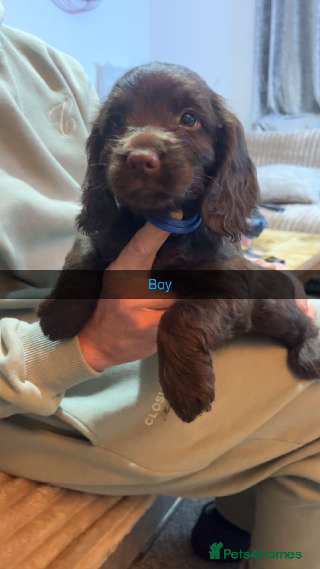 Mixed Breed dogs for sale: 6 Beautiful Sprockerpoos for sale - Advert 3