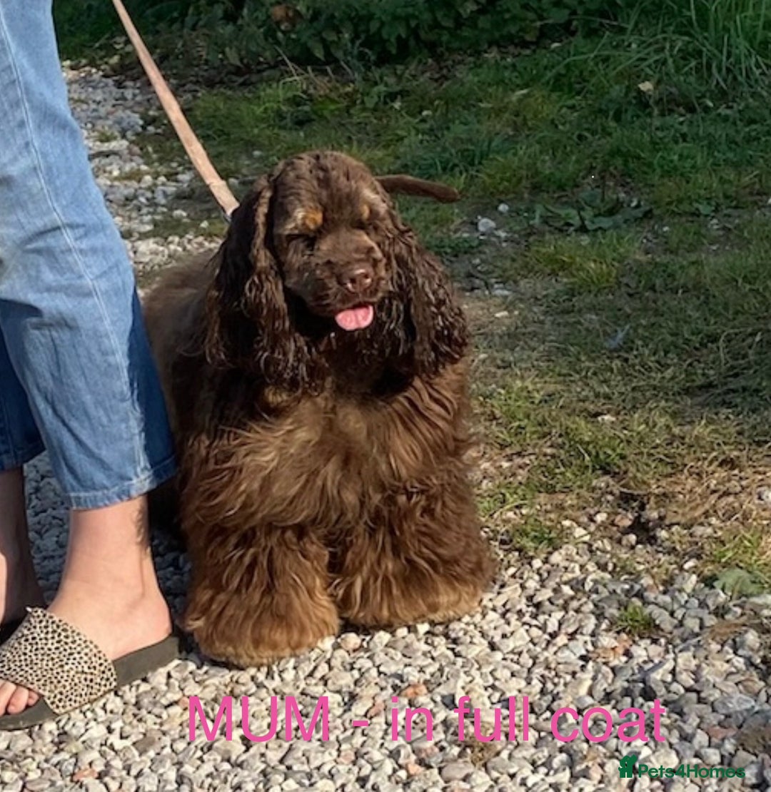 Cockapoo dogs for sale: Lovely American Cockapoo Pups Chocolates & Merles  - Advert 21