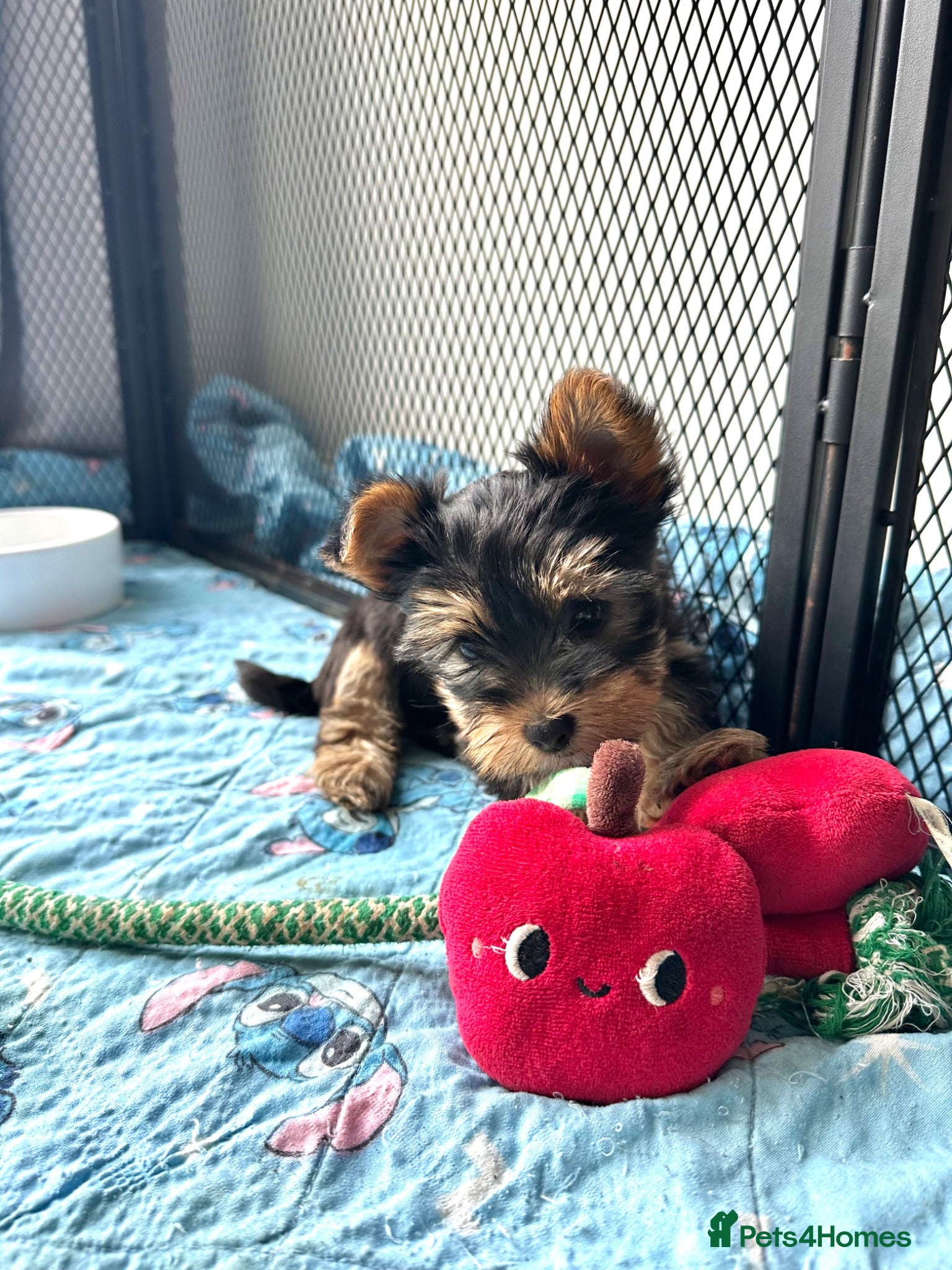 Yorkshire Terrier dogs Adorable Yorkshire Terrier Puppies ❤️ - Advert 13
