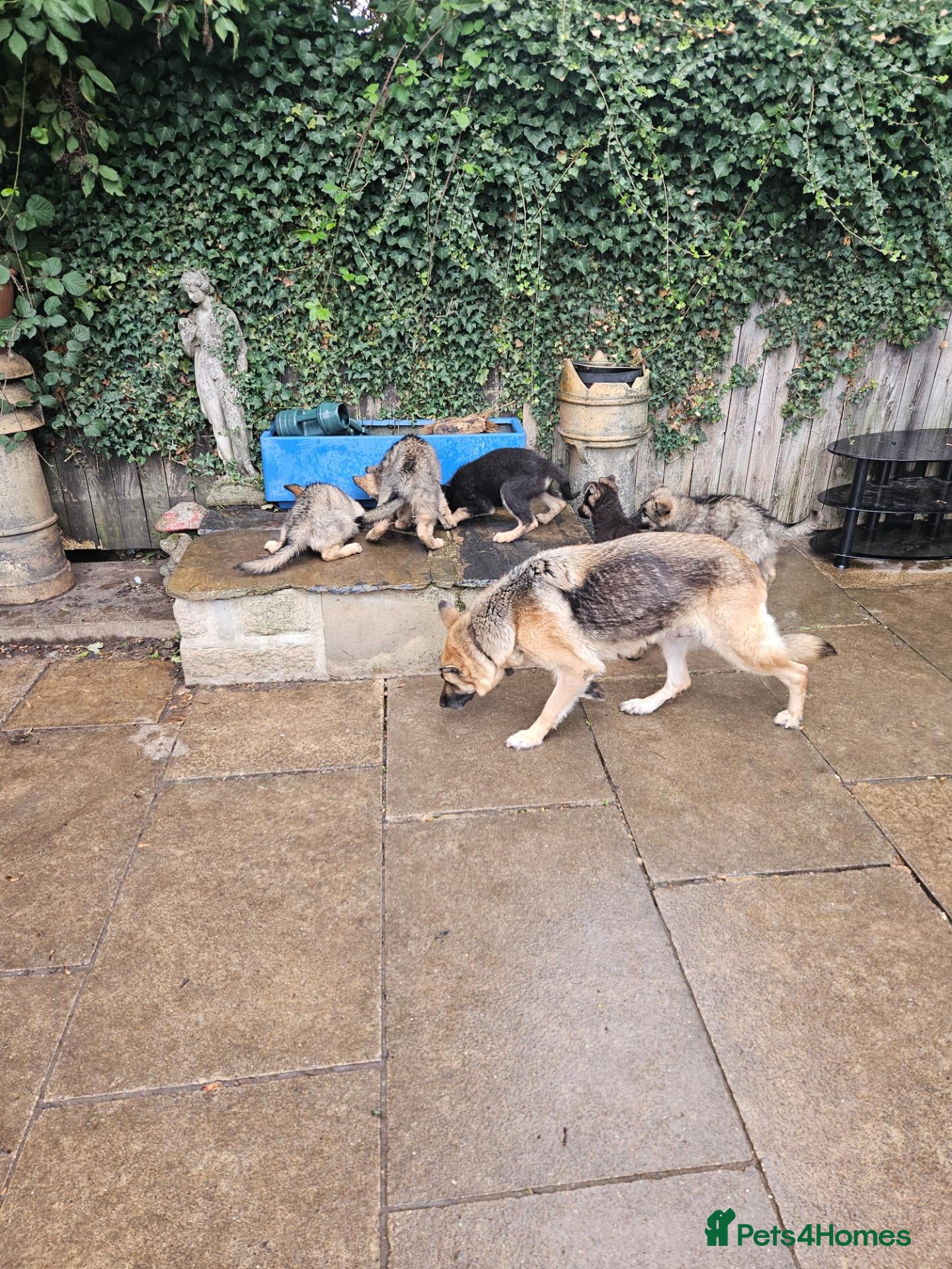 German Shepherd dogs German shepherd's  - Advert 1