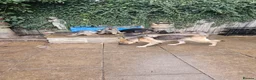 German Shepherd dogs for sale: German shepherd's  - Advert 1