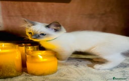 Ragdoll cats for sale: QUALITY GCCF RAGDOLLS KITTENS READY NOW  - Image 8