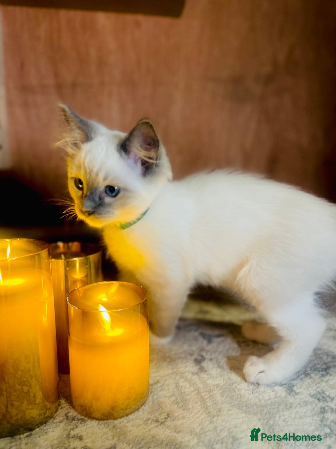 Ragdoll cats for sale: QUALITY GCCF RAGDOLLS KITTENS READY NOW  - Image 8