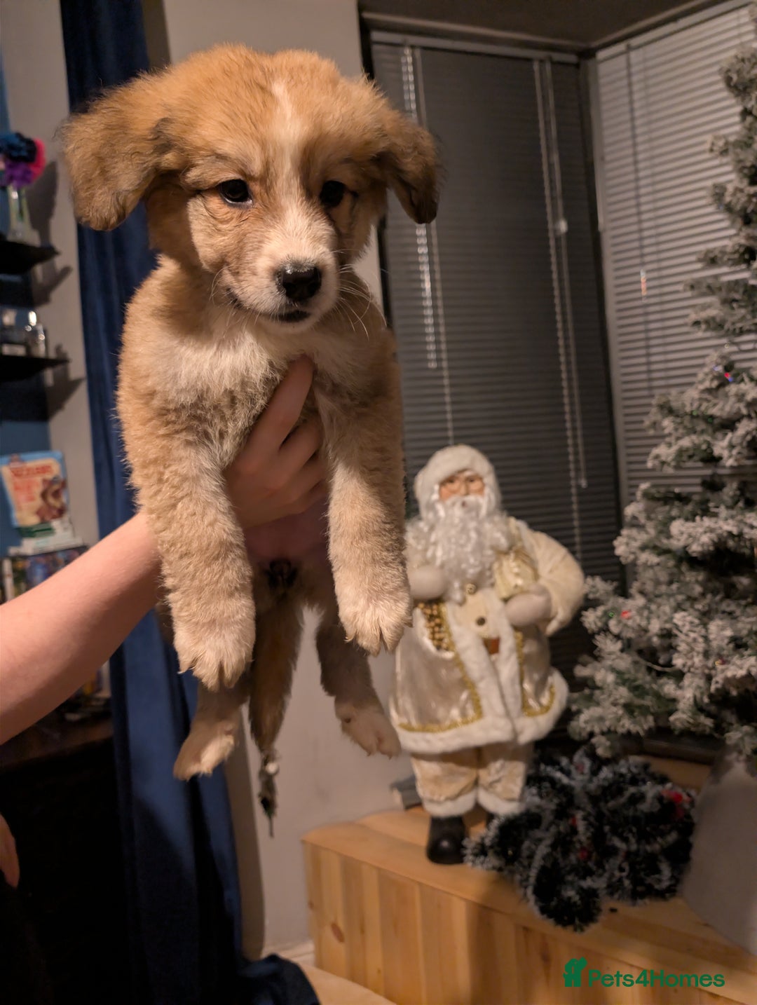 Mixed Breed dogs for sale: Bernese mountain dog X white swiss Shepard pups - Image 5