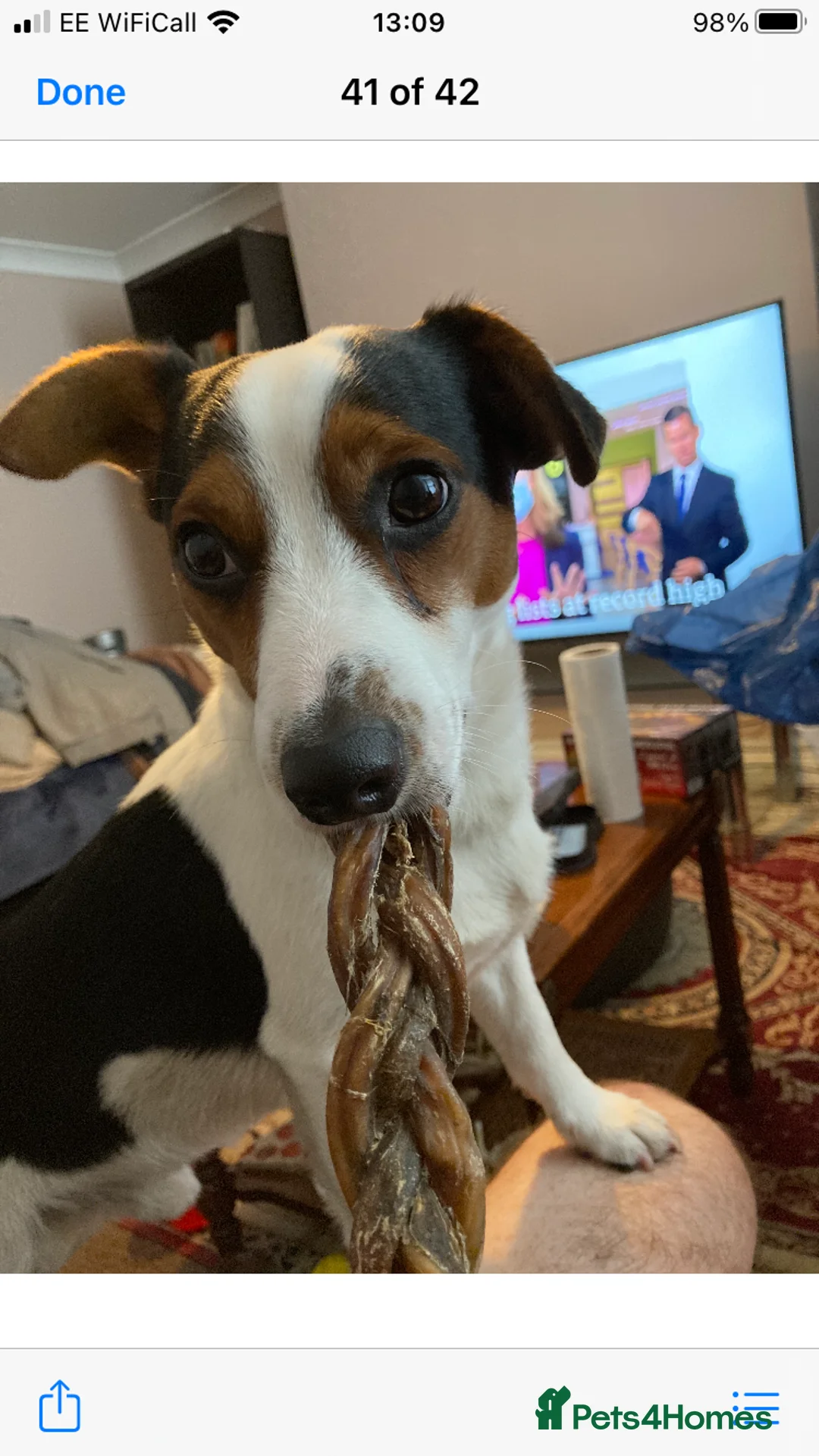 Jack Russell dogs for stud: Very handsome Jack Russell for stud in London - Advert 2