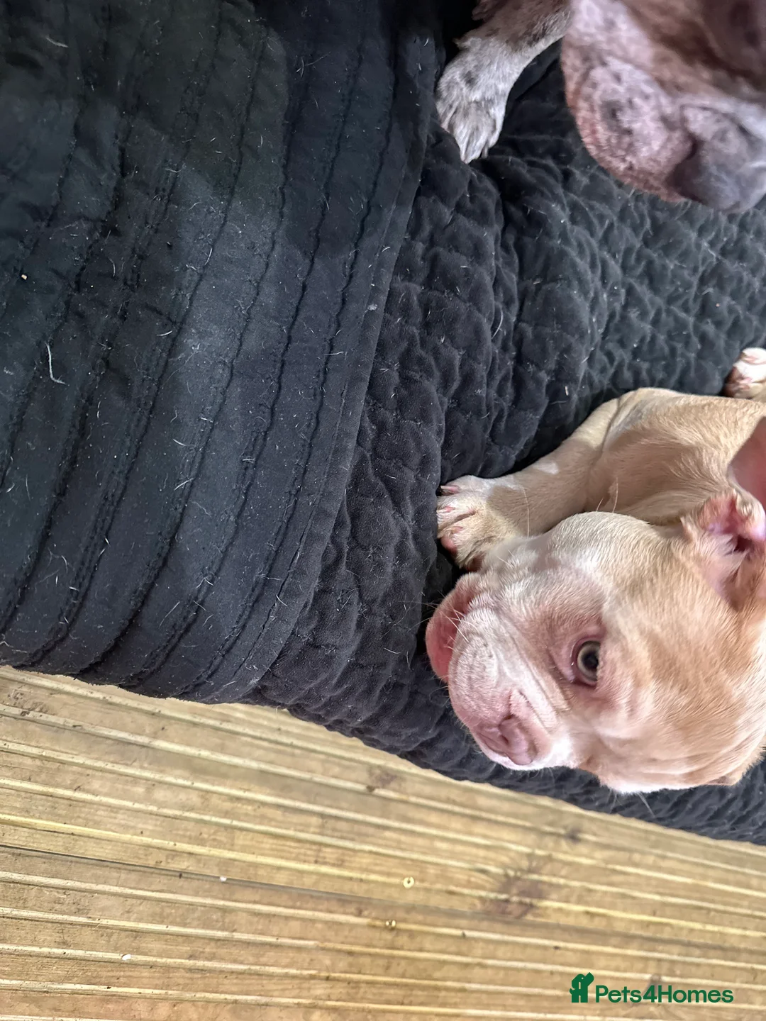 French Bulldog dogs for sale: French bulldog - Advert 2