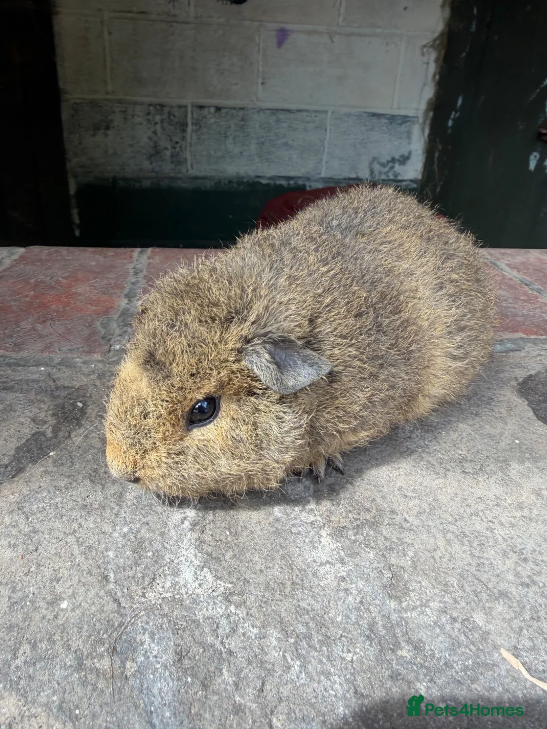 Guinea Pig rodents for sale: Gorgeous baby guinea pigs - Advert 2