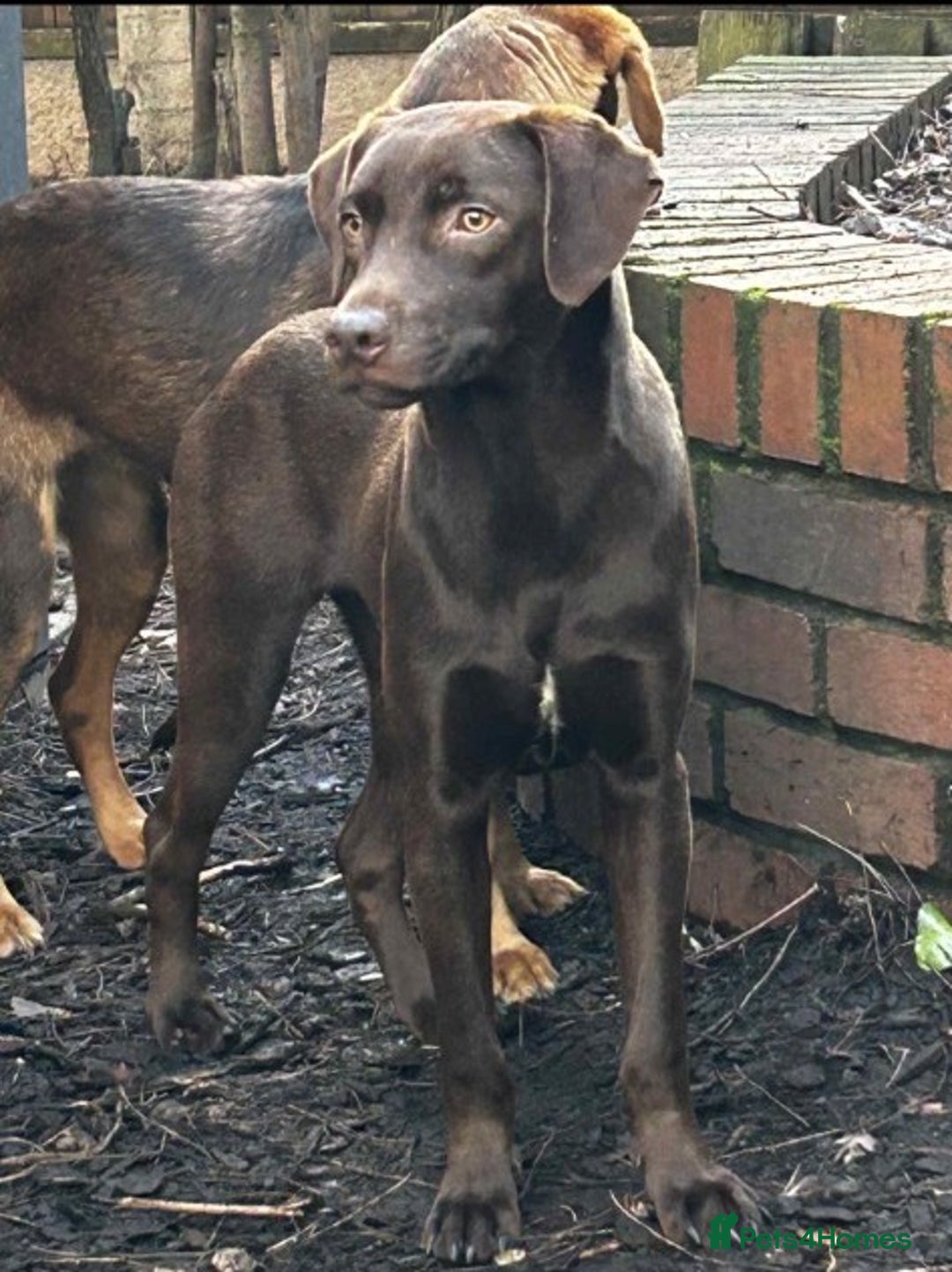 Mixed Breed dogs for adoption: Julian  - Advert 2