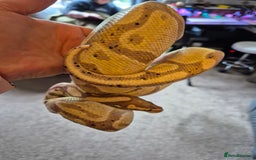 Snake reptiles for sale:  very tame banana pastel ball python and enclosure - Image 6
