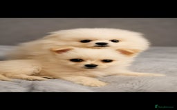 Pomchi dogs for sale: Pomchi  - Image 3
