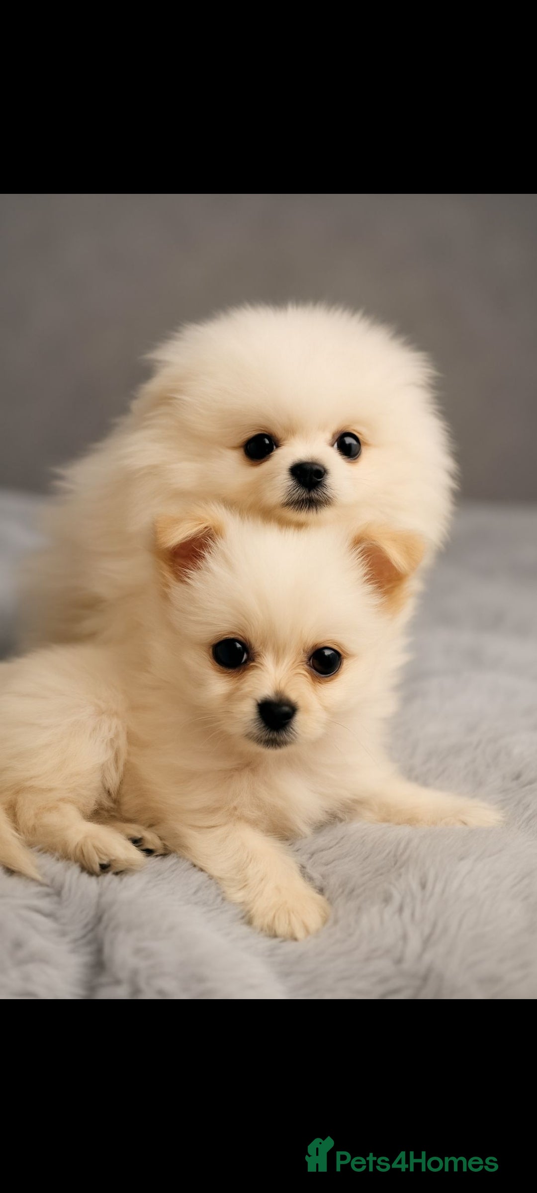 Pomchi dogs for sale: Pomchi  - Image 3