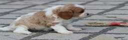 Cavachon dogs for sale: Beautiful Cavachon puppies for sale - Advert 24