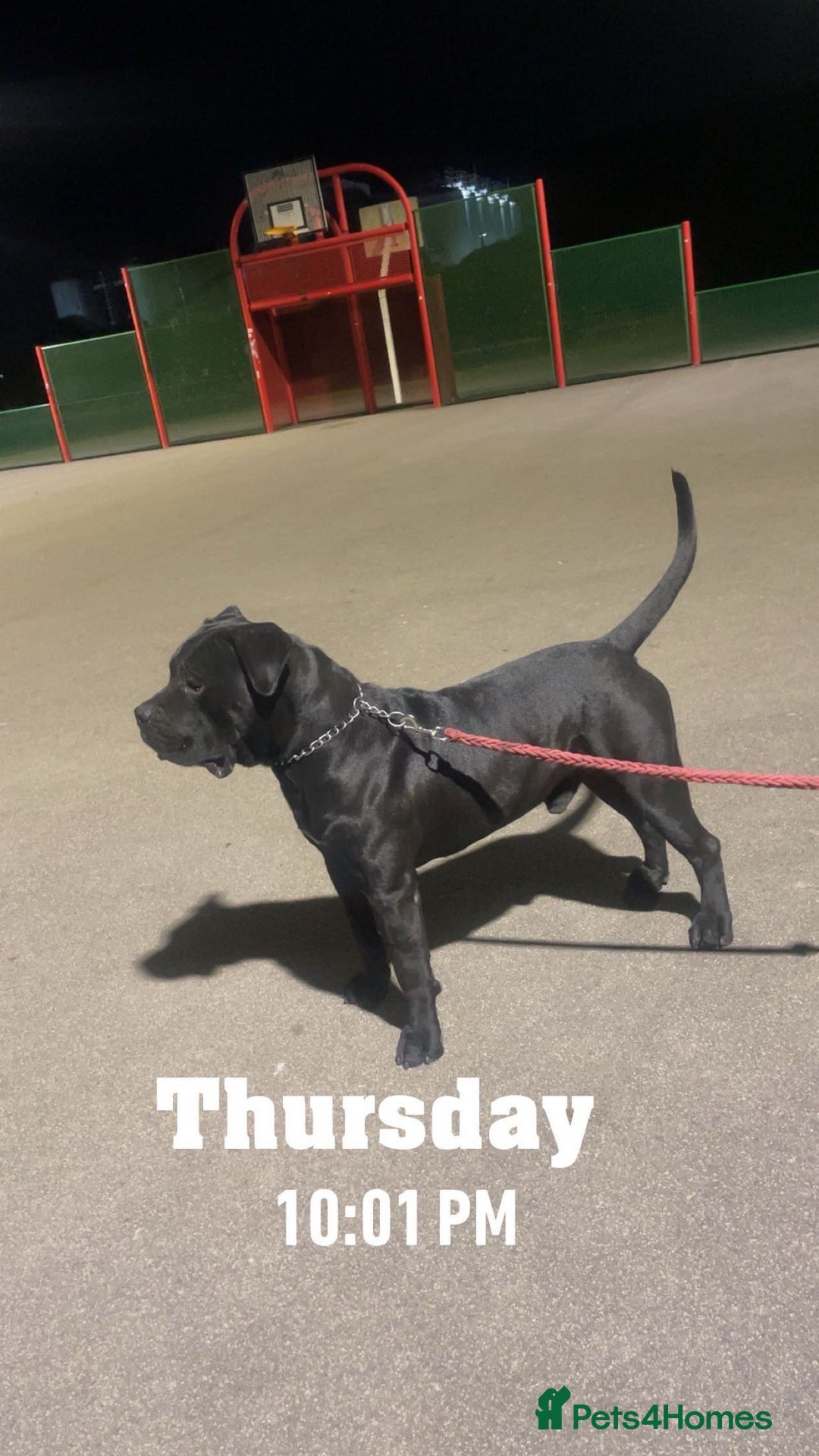 Cane Corso dogs for sale: Cane Corso  - Image 3