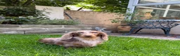 Miniature Dachshund dogs for stud: KC Reg Health Tested Longhaired Chocolate Dapple - Advert 6