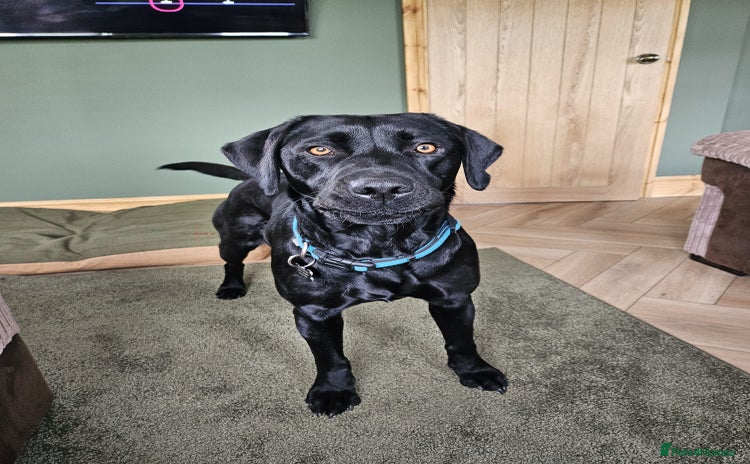 Labrador Retriever dogs - Advert 16