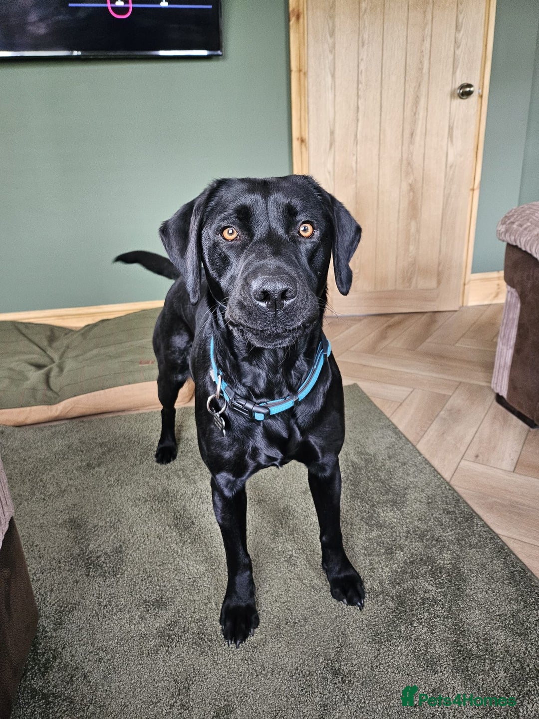 Labrador Retriever dogs for sale: KC Registered Black Labrador Puppies - Image 1