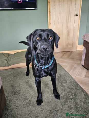 Labrador Retriever dogs - Advert 5