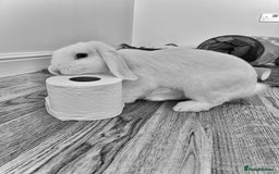 Mini Lop rabbits for sale: Mini lop rabbits  - Image 6