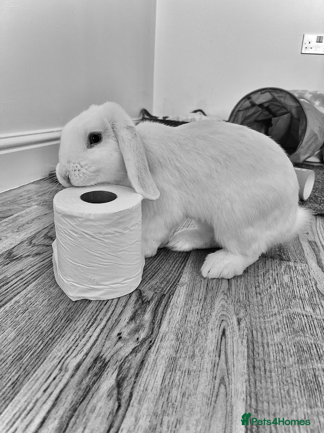 Mini Lop rabbits for sale: Mini lop rabbits  - Image 6