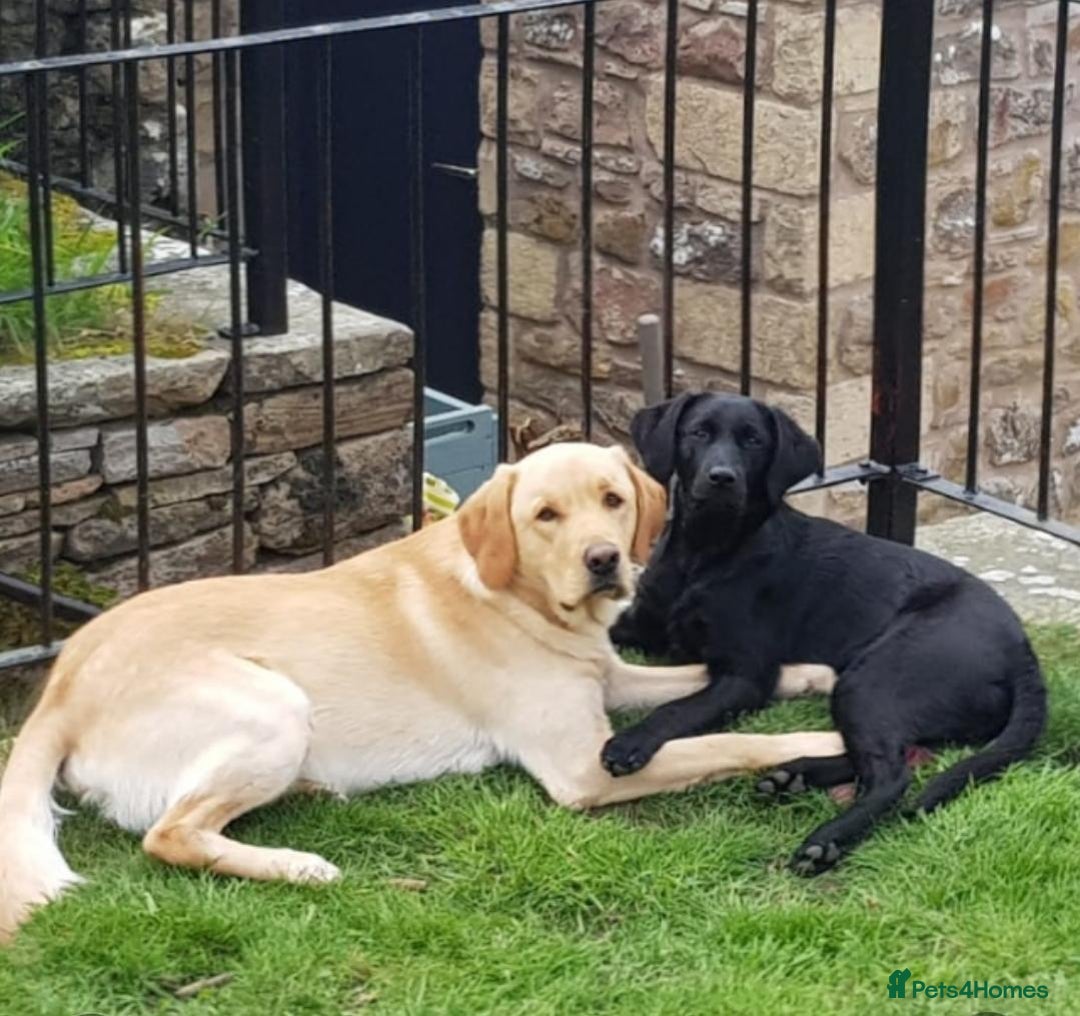Labrador Retriever dogs for sale: 8 Beautiful Black Labrador Puppies - Image 4