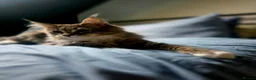 Maine Coon cats for sale: Maine coon kitten  - Advert 4