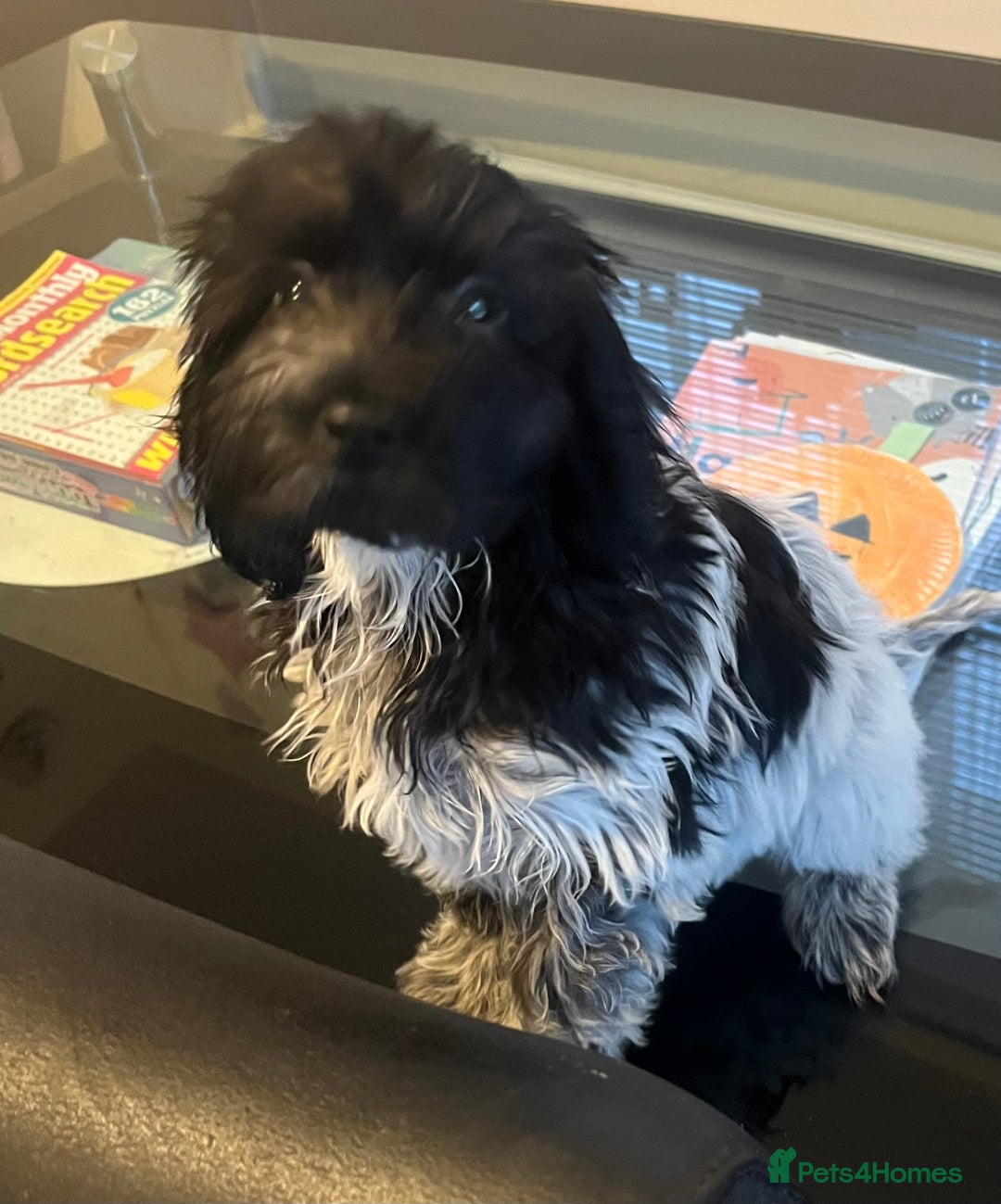 Cockapoo dogs for sale: F1b beautiful girl  - Image 14
