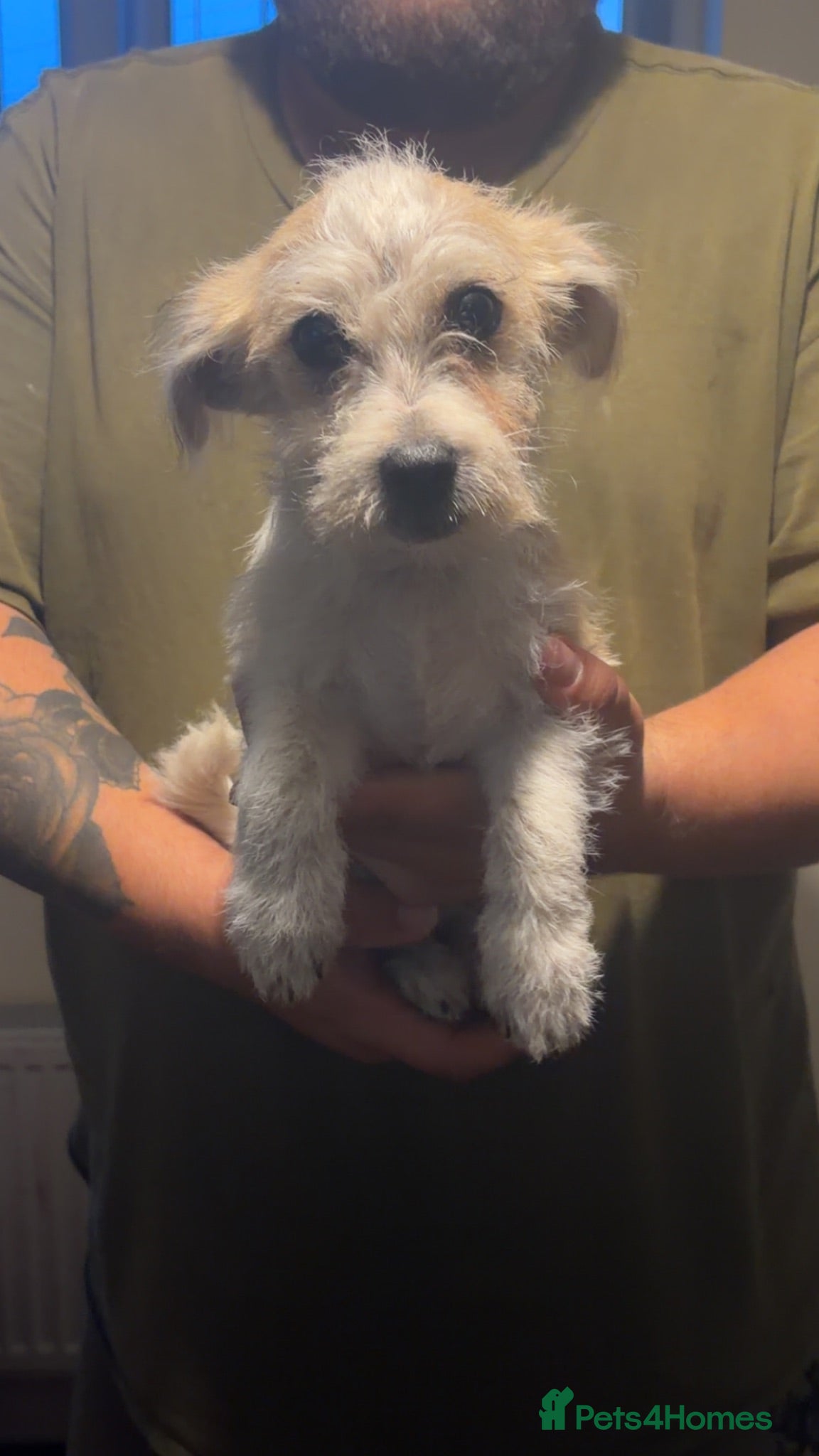 Mixed Breed dogs Pooh  - Advert 6
