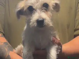 Mixed Breed dogs Pooh - Advert 6